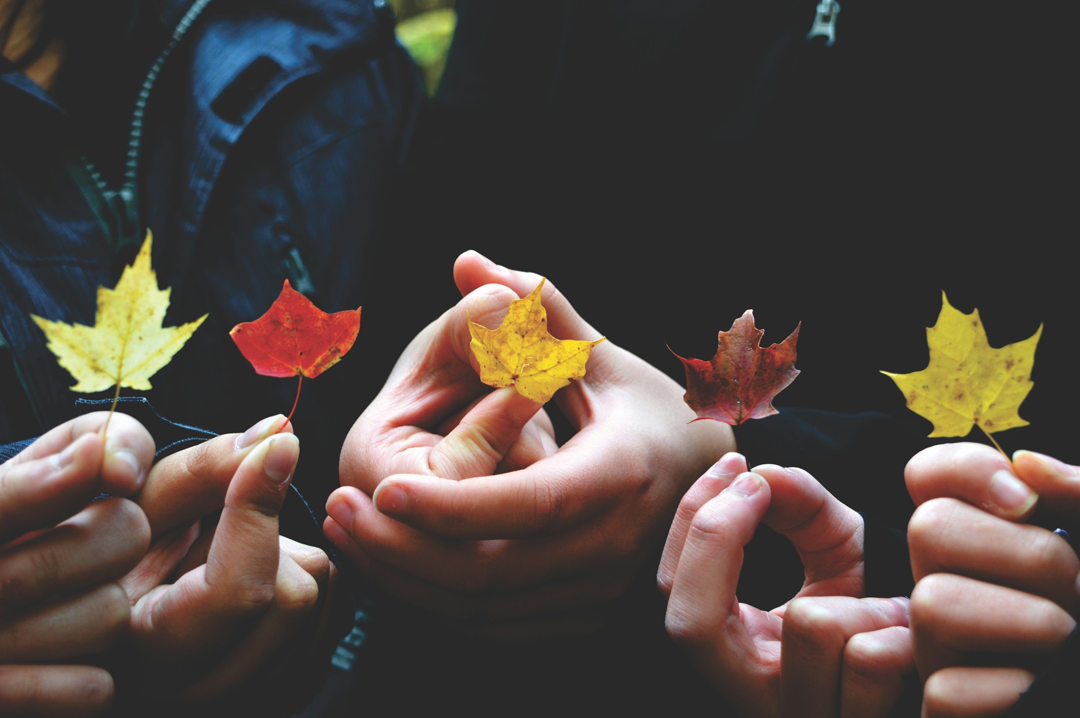 Five hands in a row holding autumn leaves